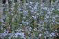 Preview: Aster cordifolius 'Ideal' | Schleier-Aster